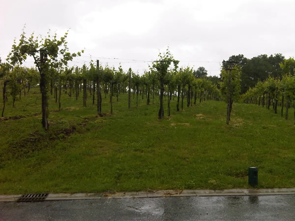 Rows of vines in Franciacorta