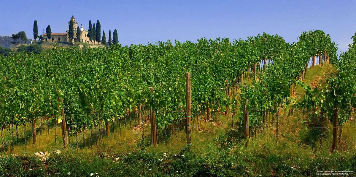 Ein Weinberg in der Franciacorta